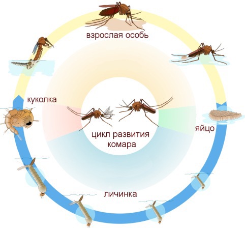 Цикл развития комара: убивая личинок, 